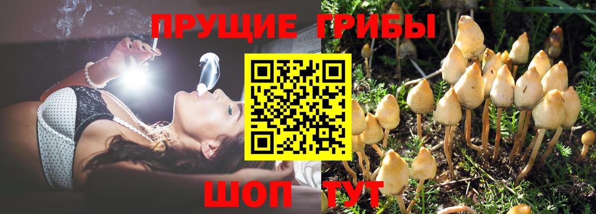 Галлюциногенные грибы Psilocybine cubensis  Березники 